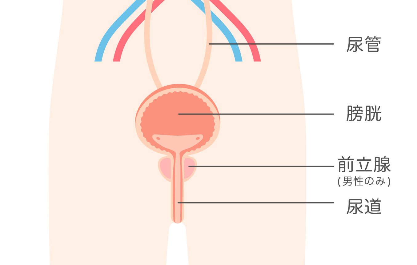 第41回　男性必聴⁉前立腺肥大症の治療について（野澤 院長）